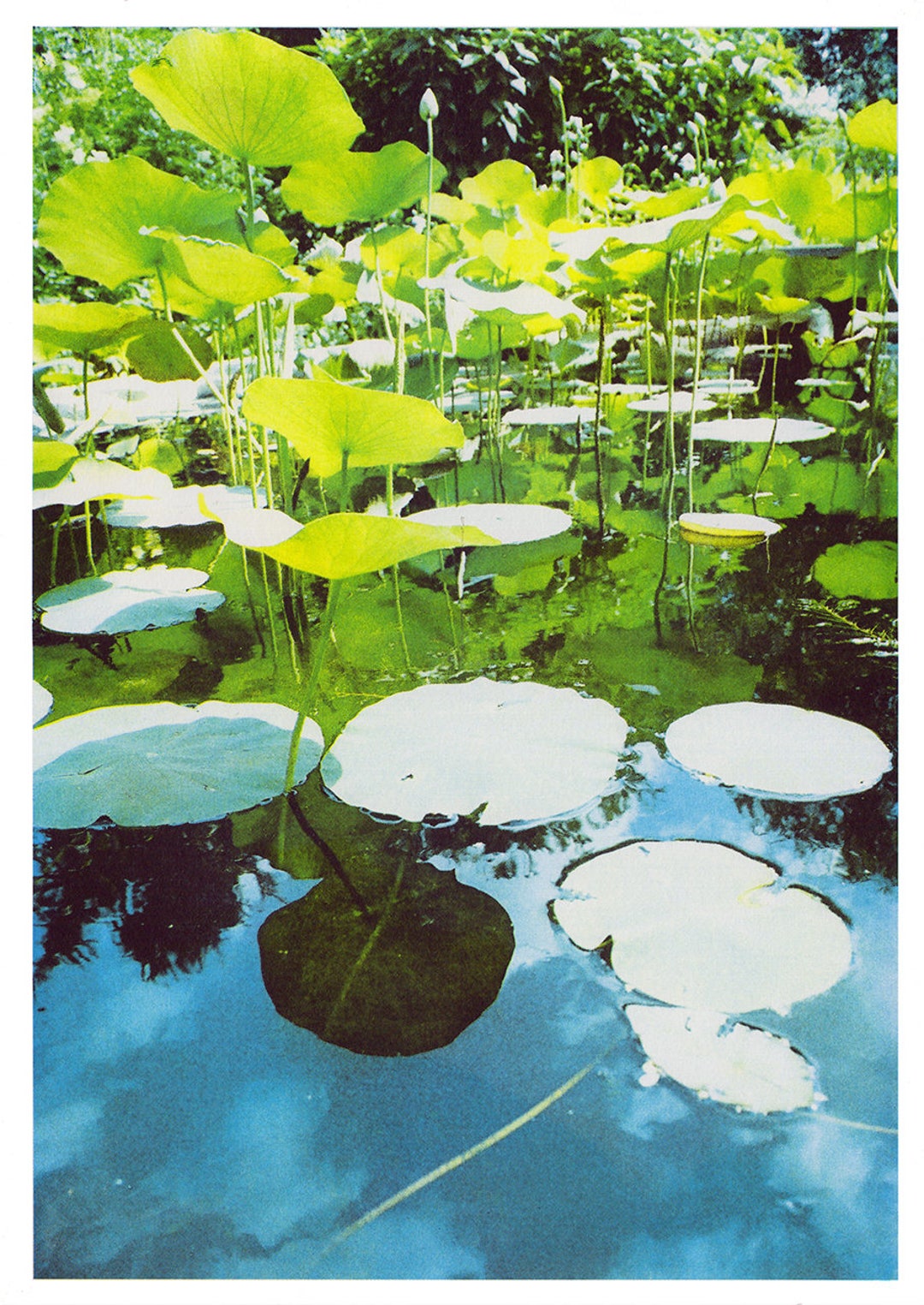 Pads A3 Risograph Print Lily Pads - Etsy