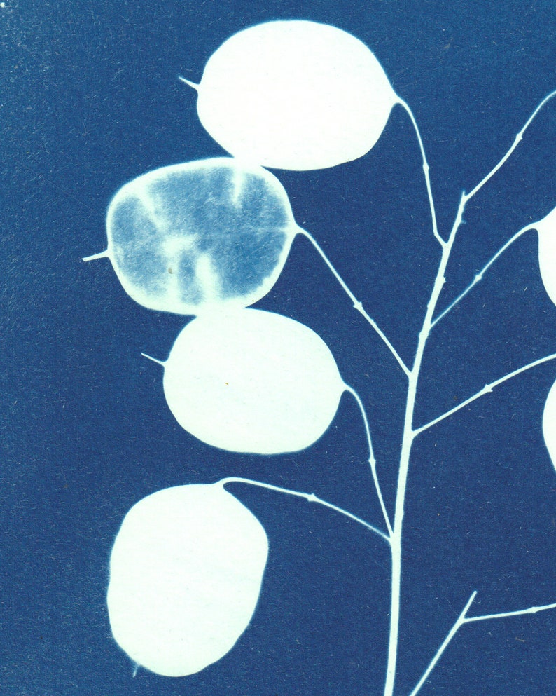 Annual Honesty A4 Cyanotype print original