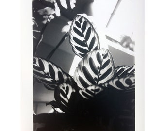 Tirage photo N&B 02 : Sous-feuilles
