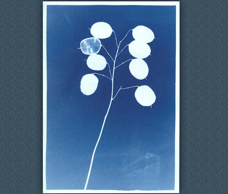 Annual Honesty A4 Cyanotype print original
