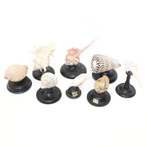 Puede incluir: Una colección de ocho conchas marinas, cada una montada sobre una pequeña base redonda de madera negra. Las conchas varían en tamaño, forma y color, con tonos beige, marrón y blanco. Algunas conchas presentan patrones y texturas intrincados.