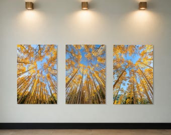 Up Through the Aspens Triptych, 3 piece large canvas autumn fine art
