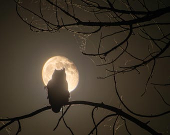 The Witching Hour: Great Horned Owl, Spiderwebs, and Jupiter near Opposition