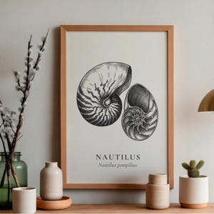 Peut inclure: Une affiche encadrée présentant des illustrations détaillées en noir et blanc de coquilles de nautiles. L'affiche est exposée sur une surface en bois avec des objets décoratifs, dont un vase en verre vert avec des branches.
