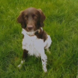 以下が含まれることがあります： 緑の草むらに座っている茶色と白の犬。犬は頭と背中に茶色の毛皮があり、胸と脚に白い毛皮があります。茶色の目をし、茶色の鼻をしています。