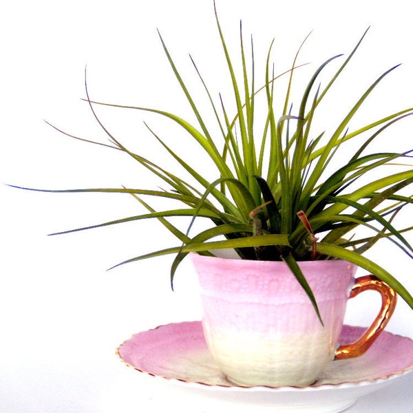 Coffee, Tea or Air Plant - Cottage Chic Decorating