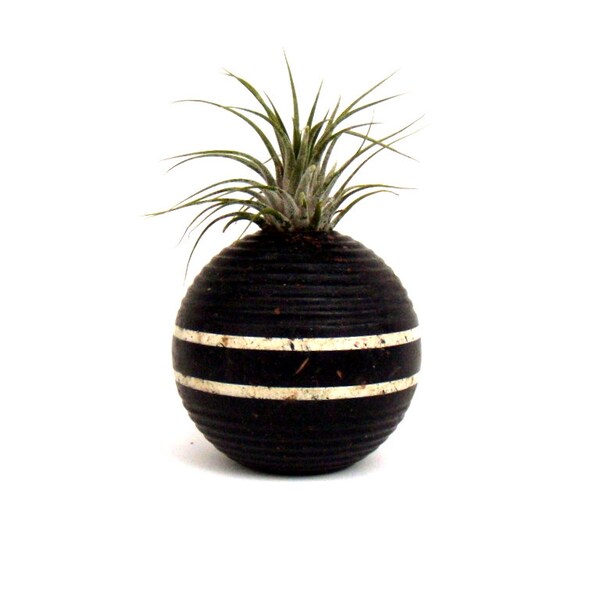 Air Plant in a Striped Black Vintage Croquet Ball Repurposed into Air Plant Holder