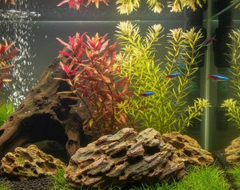 37 Dragon stone deas | aquascape aquarum, aquascape desgn, aquascape