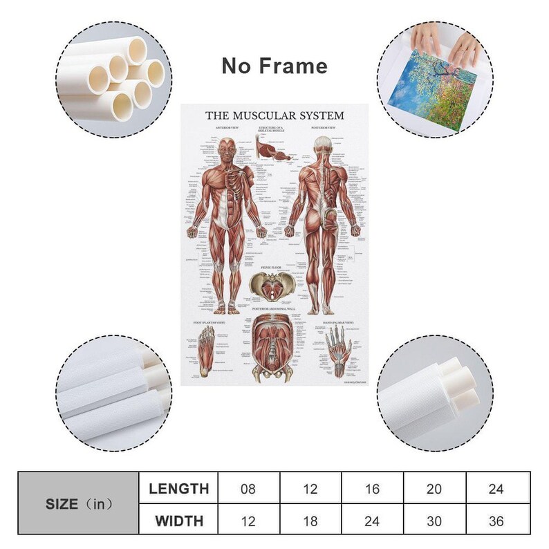 Vintage Muscular System Anatomical Chart Human Muscle Anatomy Painting ...