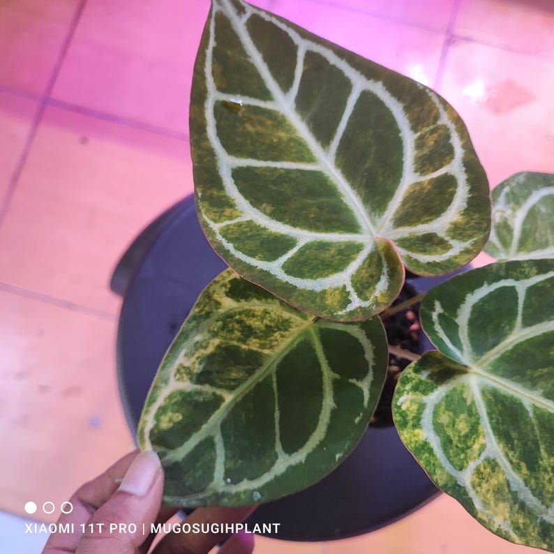 May include: Close-up of an Anthurium crystallinum plant with large, heart-shaped leaves. The leaves are a deep green with prominent white veining and yellow-green variegation. The plant is in a black pot.