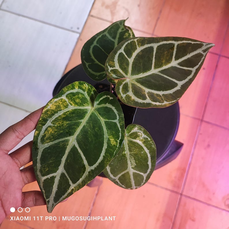 May include: Anthurium crystallinum plant with large, heart-shaped leaves. The leaves are a deep green with prominent white veining and yellow variegation. The plant is in a black pot, showcasing its unique foliage.