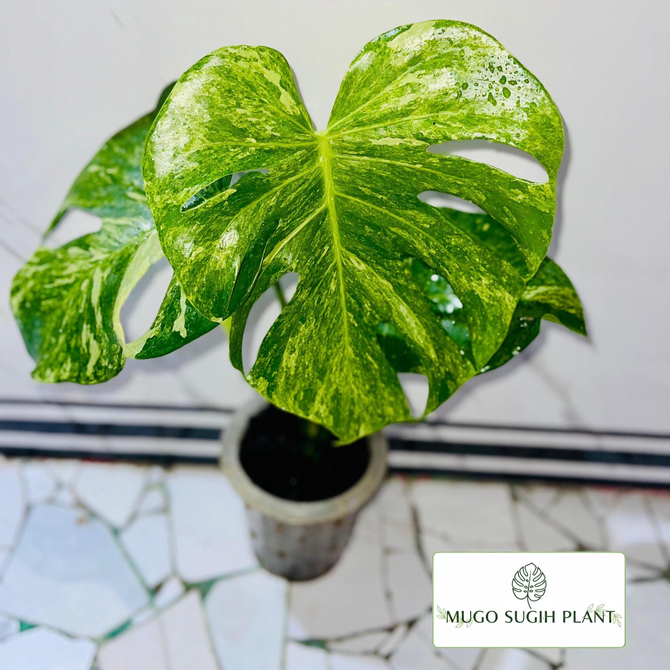 Monstera Oceana - Etsy