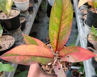 Real Picture Anthurium Hokeri Red Variegtaed Size Small