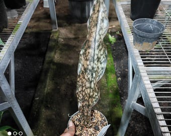 Sensiviera Kirki marrón rosa variegada de 1 hoja / Planta tropical de colección