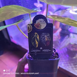 May include: A potted Anthurium plant with large, veined leaves. The plant tag displays the names "Golden Sunrise" and "Michelle Van". The leaves have yellow and green variegation. The pot is black, and the background is a blurred aquarium.