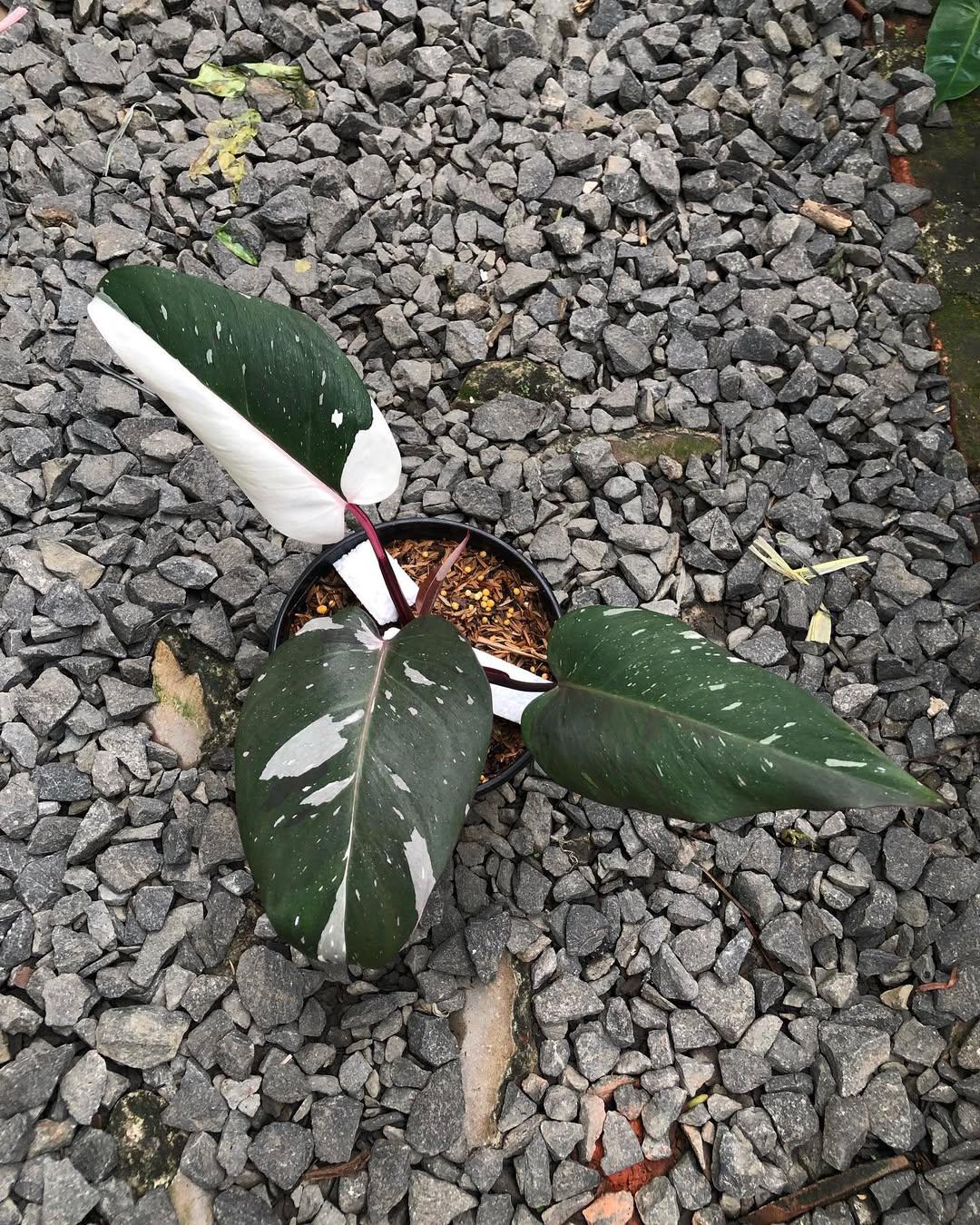 Philodendron Anderson Red - Etsy Norway