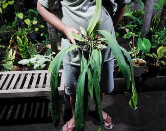 Actual Photo Anthurium Vittarifolium Variegated Large Size Large Live Plant