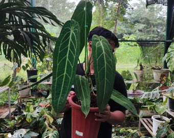 Real Pict Anthurium Waroqueanum Size Big | Collector's Tropical Plant Live Plant