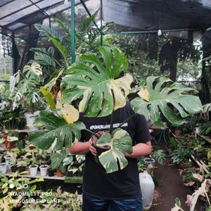 Puede incluir: Una planta de Monstera en maceta con hojas grandes, verdes, salpicadas de variegaciones blancas y amarillas. La planta es sostenida por una persona con una camiseta negra. El fondo muestra otras plantas en un invernadero.