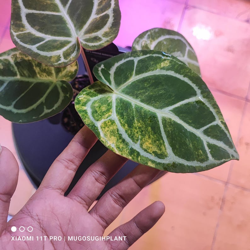 May include: Close-up of a plant with large, heart-shaped leaves. The leaves are a vibrant green with a network of white veins and yellow variegation. The plant is in a black pot, and the image is well-lit.