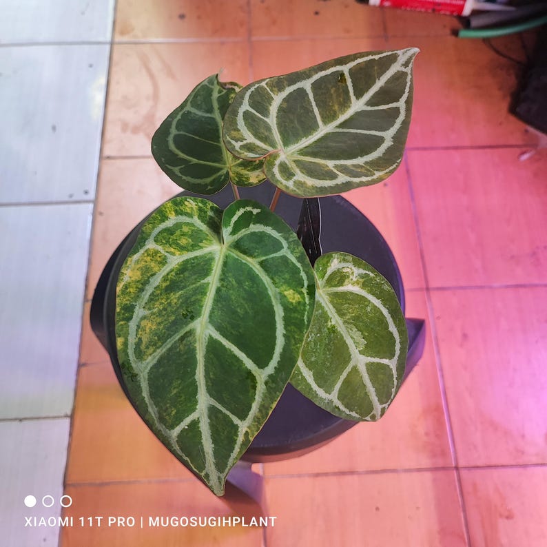 May include: Anthurium plant in a black pot. The plant has large, heart-shaped green leaves with prominent white veining and yellow variegation. The leaves are glossy and vibrant, with a unique pattern. The plant is a houseplant.