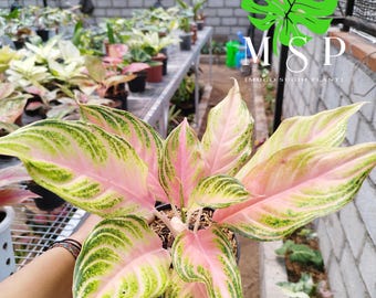 Echter Aglaoneema Pink Sunset | Sammlerstück Tropische Pflanze Lebende Pflanze