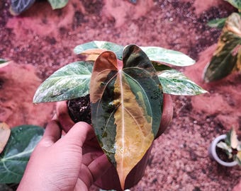 Real Anthurium Black Venom X Dressleri Variegated Live Plant