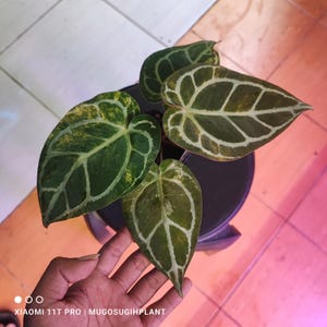 May include: Anthurium plant with large, heart-shaped leaves. The leaves are a deep green with prominent white veining and some yellow variegation. The plant is in a black pot, and the image is taken from above.