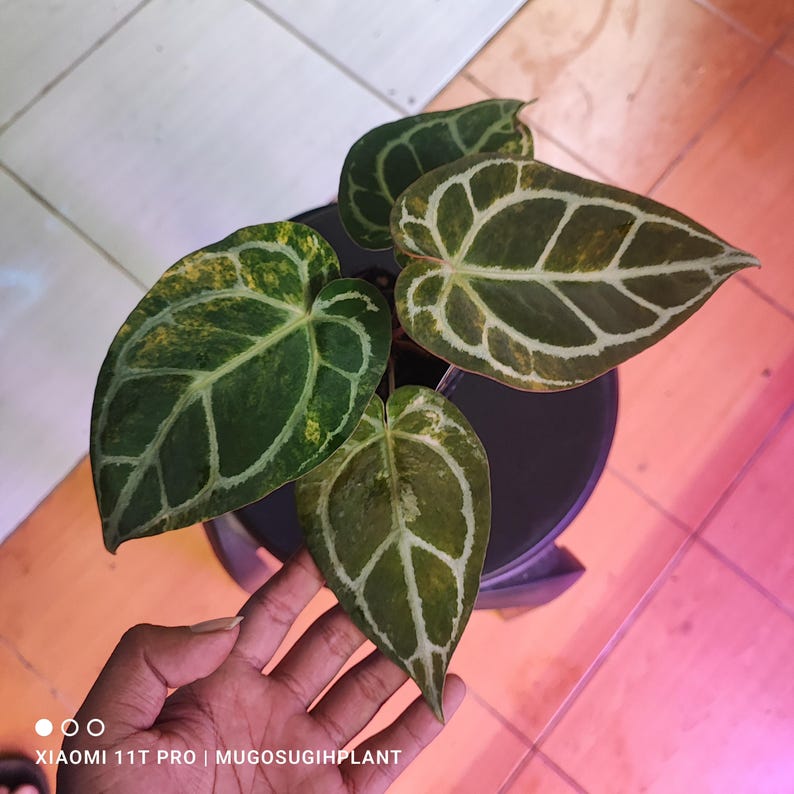 May include: Anthurium plant with large, heart-shaped leaves. The leaves are a deep green with prominent white veining and some yellow variegation. The plant is in a black pot, and the image is taken from above.