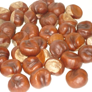 Vrais marronniers d’Inde, Conkers, Lot de 40, Bricolage, Arrangement de couronnes florales, Décor de vacances écologique, Répulsif d’araignée, Artisanat pour enfants