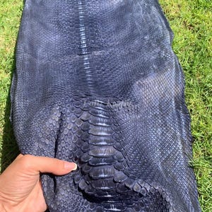 Puede incluir: Una gran pieza de cuero azul oscuro con un patrón de escamas de reptil. El cuero tiene una superficie texturizada y una cresta visible en forma de espina dorsal que recorre el centro. El material se muestra sobre hierba verde.