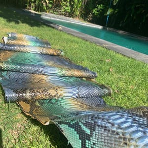 Può includere: Diversi pezzi di pelle di rettile, con un motivo a scaglie nei toni del blu, verde e marrone, sono stesi sull'erba. Le pelli sono disposte a strati, con una piscina visibile sullo sfondo. La foto è scattata con luce naturale.