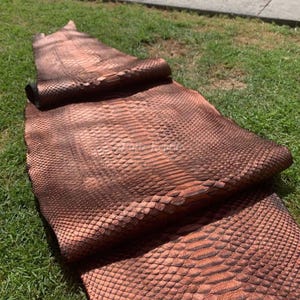 Puede incluir: Una gran pieza de cuero de piel de serpiente marrón, parcialmente enrollada, descansa sobre hierba verde. El cuero tiene un patrón escamoso texturizado con sombras marrones más oscuras. La imagen está tomada con luz natural.