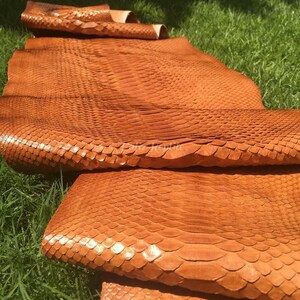 Peut inclure: Gros plan sur plusieurs morceaux de peau de serpent tannée, texturée, brun orangé. Les écailles sont visibles et le cuir est plié et superposé. L'arrière-plan est de l'herbe verte.