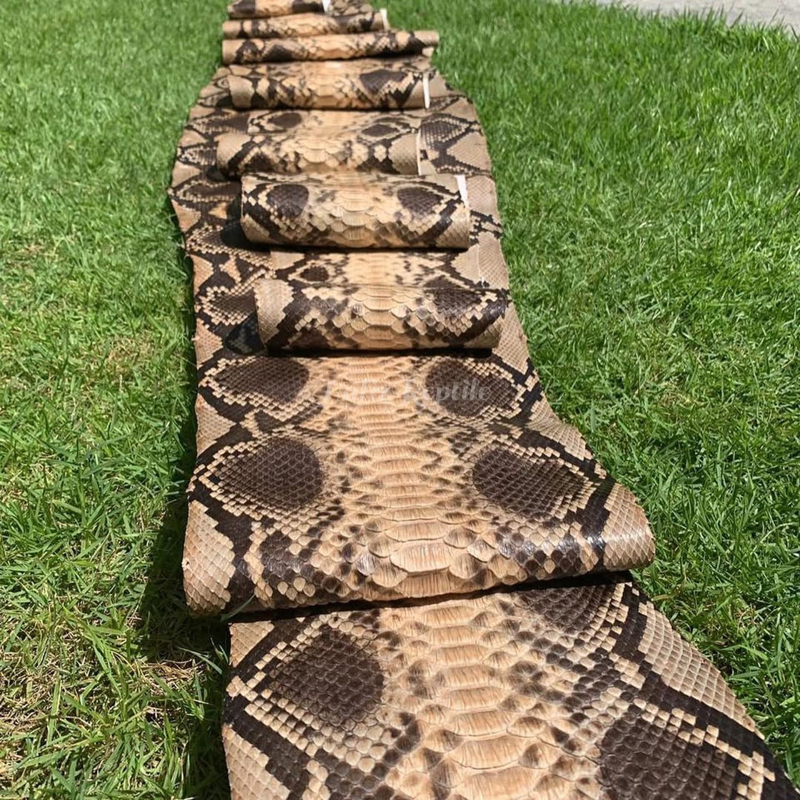 Genuine Python Leather Skin | Beige Reticulated Belly Skin Unbleached ...