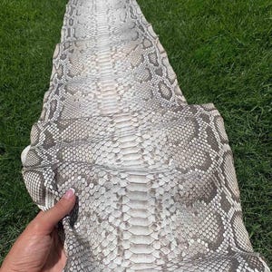 Vera pelle di pitone / Pelle di ventre birmana opaca naturale non sbiancata proveniente da conceria indonesiana