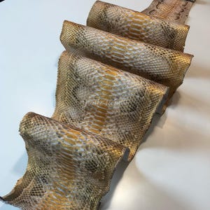Puede incluir: Primer plano de varios trozos de piel de serpiente con una combinación de colores dorados y beige. La piel de serpiente tiene un patrón texturizado y está doblada sobre sí misma. La imagen está tomada desde arriba.