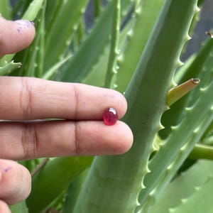 May include: A small, oval-shaped, polished ruby gemstone, held between fingers against a backdrop of green aloe vera leaves. The ruby is a deep, saturated red colour, reflecting light. The aloe vera plant has long, spiky leaves.
