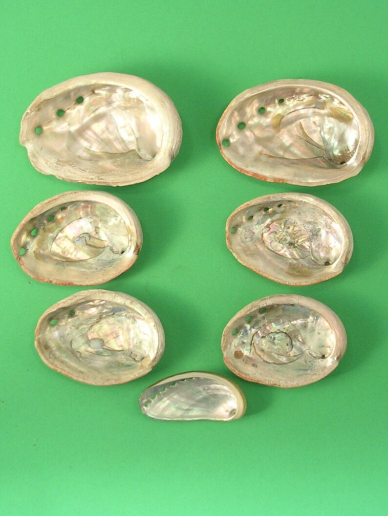 Small Abalone Shells Great for Art or Projects Group of 7 | Etsy