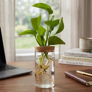 Peut inclure: Un vase cylindrique en verre transparent rempli d'eau contenant une plante aux feuilles vertes avec des racines visibles. Le vase est surmonté d'un couvercle en liège circulaire qui maintient les tiges de la plante, permettant aux racines de pousser.