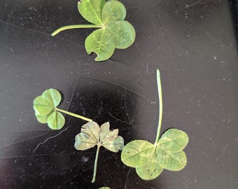 Four leaf clover dried real