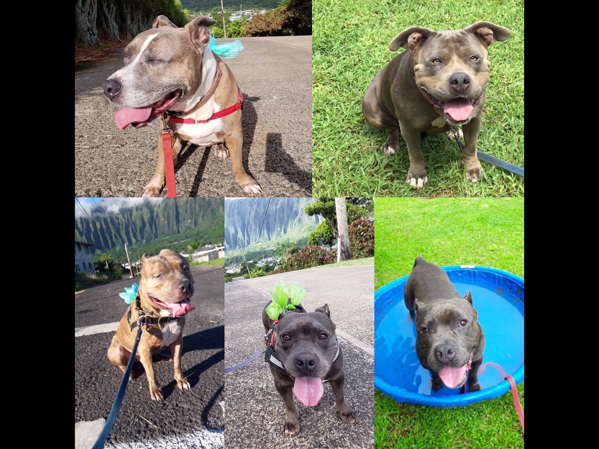 puka shell dog collar