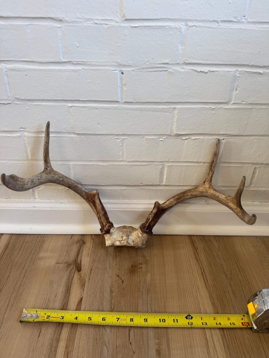 Whitetail Deer Rack: 7 Points - Etsy