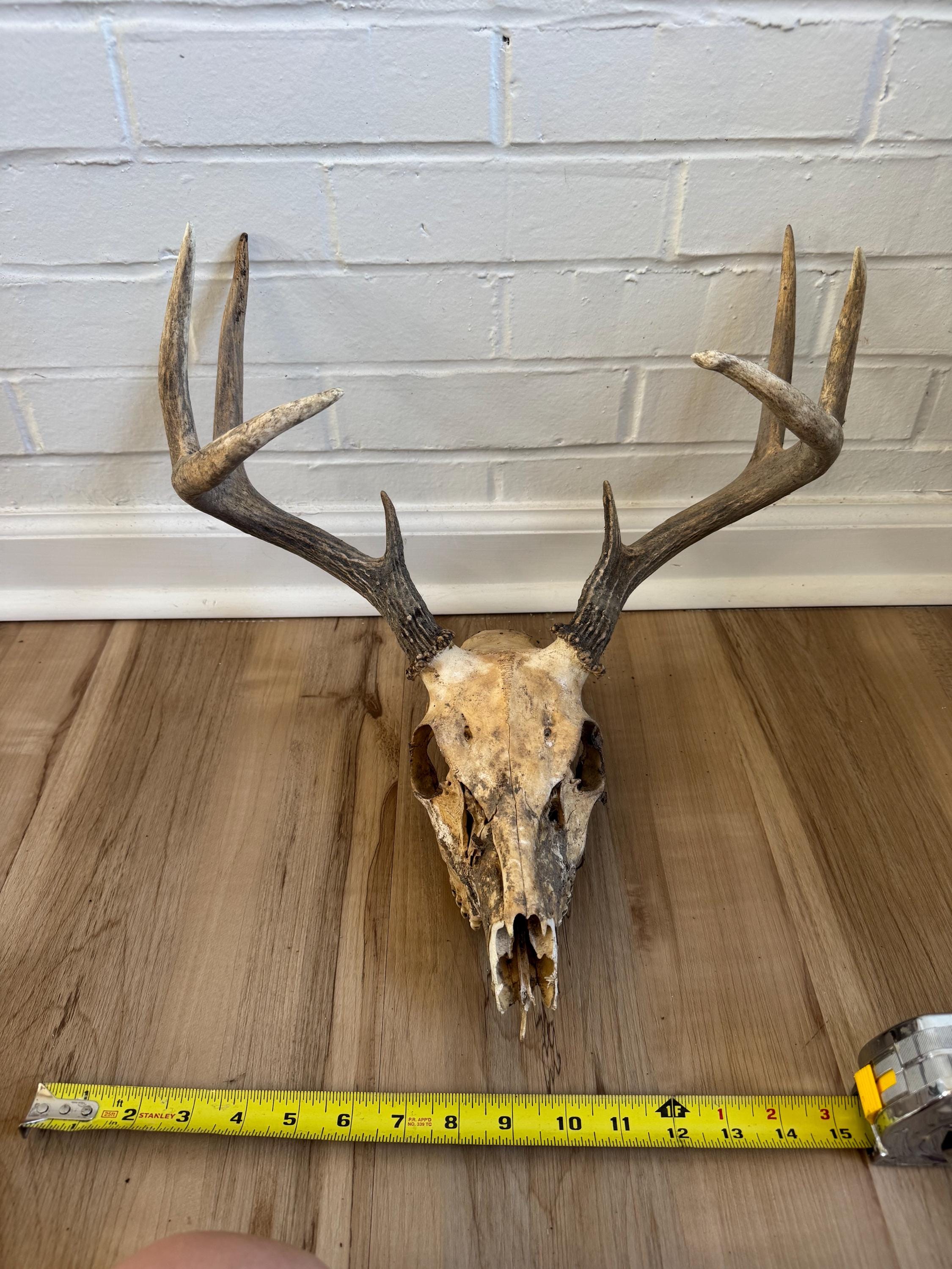Deer Skull Weathered - Etsy