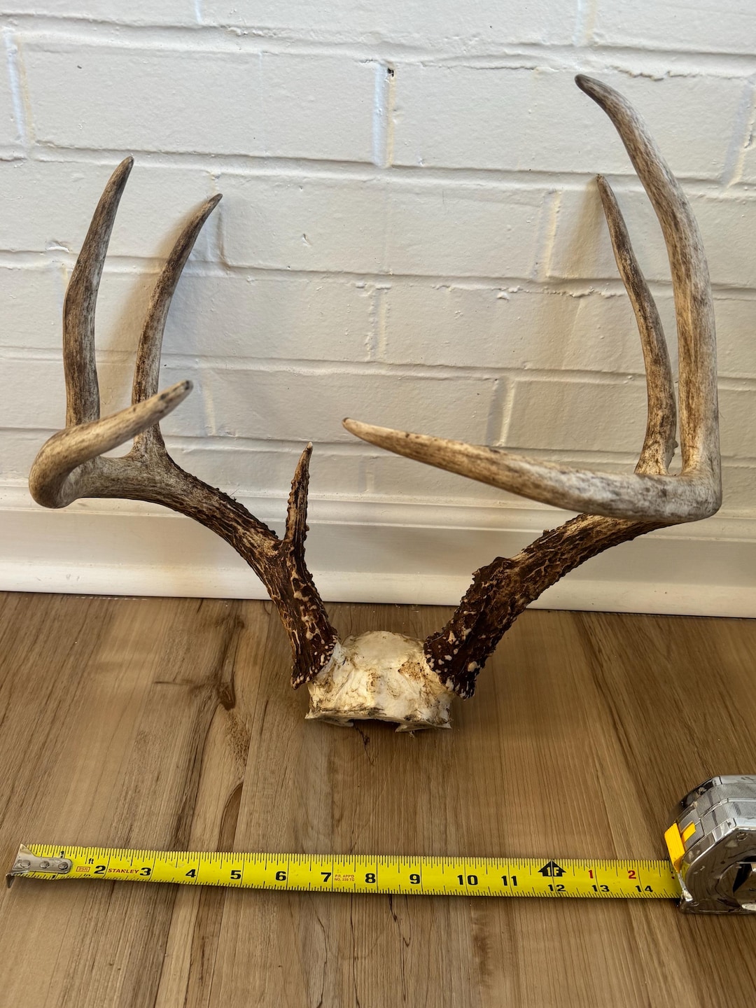 Whitetail Deer Rack: 8 Points - Etsy