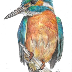 Op de afbeelding: Gedetailleerde kleurpotloodtekening van een ijsvogel die op een tak zit. De vogel heeft levendig blauwe, groene en oranje veren. Het kunstwerk staat tegen een witte achtergrond, die de ingewikkelde details van de vogel benadrukt.