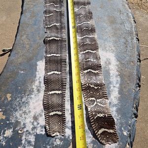 Può includere: Due pezzi di pelle di serpente con un motivo nero, bianco e marrone, ciascuno di circa 100 cm di lunghezza, sono disposti su una superficie blu-grigia usurata. Un metro a nastro giallo è posto accanto alle pelli.