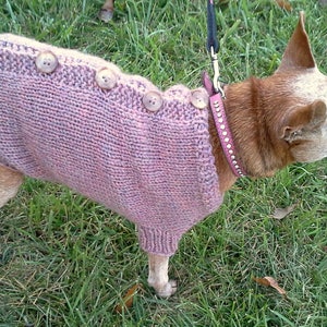 May include: A small brown dog wearing a pink knitted sweater with buttons. The dog is wearing a pink studded collar and is on a lead.