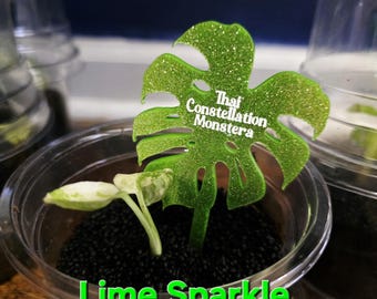 Custom Acrylic Monstera Plant Stakes Personalized Plant Markers for Houseplants, Tissue Culture Tags, Garden Labels
