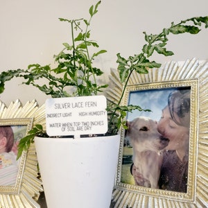 Plant tags, Custom Acrylic plant care stakes with plant care instructions, plant markers
